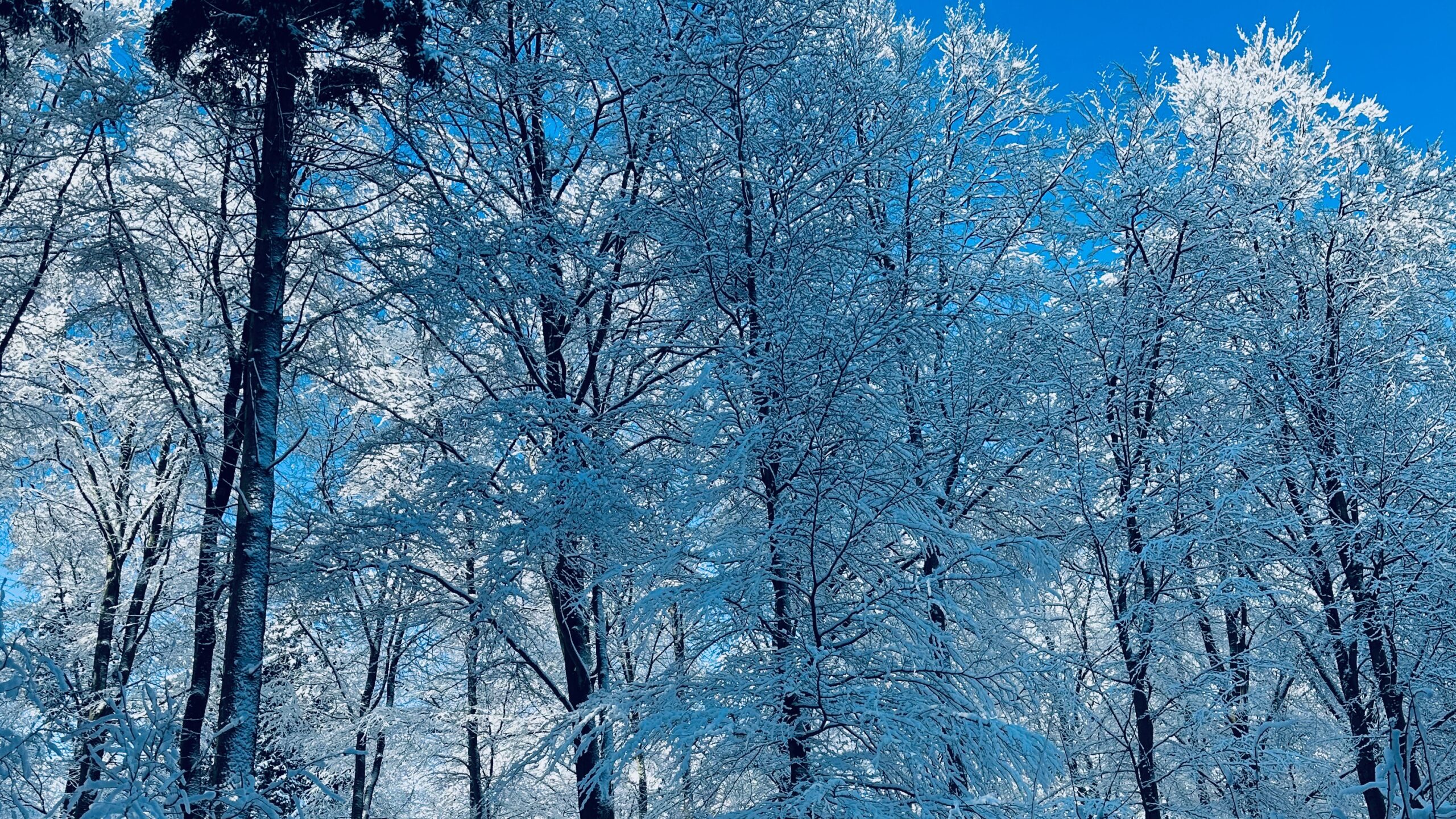 Indien-Deal, Debasement, Dollar-Schwäche: Europas neue Stabilität Indien-Deal, Debasement, Dollar-Schwäche: Europas neue Stabilität